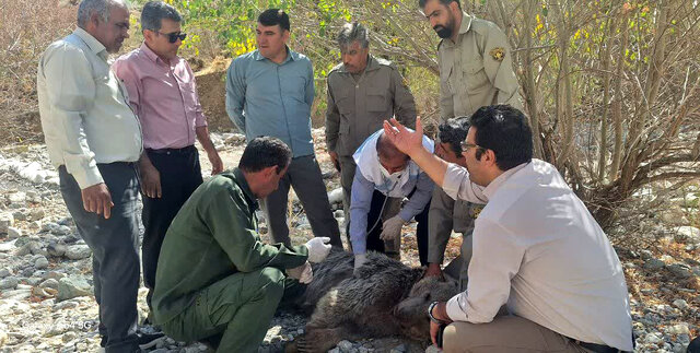 نجات خرس قهوهای گرفتارشده در تله در منطقه حفاظتشده دنا