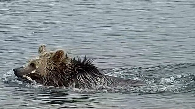 عکس تزئینی ست نجات خرس قهوهای و ۲ روباه گرفتار در استخرهای کشاورزی شاهرود و مجن+ ویدئو