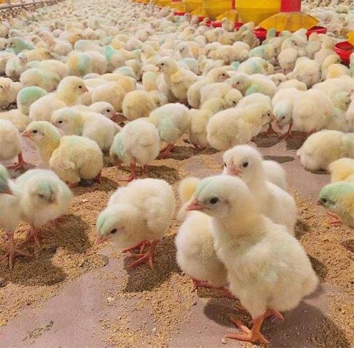 راهکارهای مدیریتی برای بهبود و ارتقای نژاد جوجه گوشتی ملی