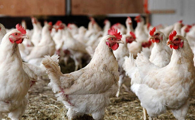راهکارهای مدیریتی برای بهبود و ارتقای نژاد جوجه گوشتی ملی