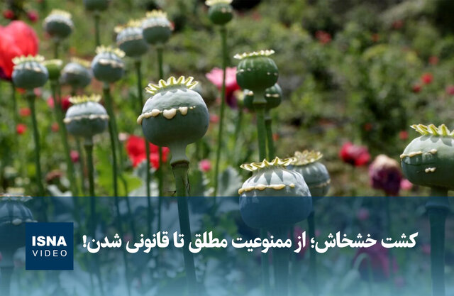 ویدیو/ کشت خشخاش؛ از ممنوعیت مطلق تا قانونی شدن! ویدیو/ کشت خشخاش؛ از ممنوعیت مطلق تا قانونی شدن!