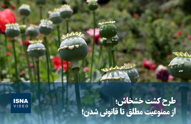 ویدیو/ طرح کشت خشخاش؛ از ممنوعیت مطلق تا قانونی شدن! ویدیو/ طرح کشت خشخاش؛ از ممنوعیت مطلق تا قانونی شدن!