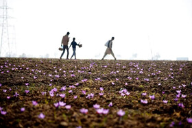 گزارشی از شرایط کاری کودکان بلوچ بی‏‌شناسنامه در زمین‌های زعفران، گوجه و باغ‏‌های پسته و خرما