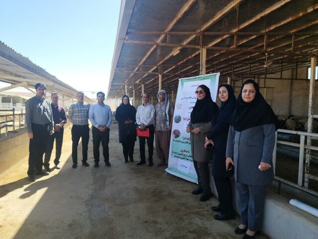 جیره متعادل، کلید افزایش سودآوری در پرواربندی بره در ایلام