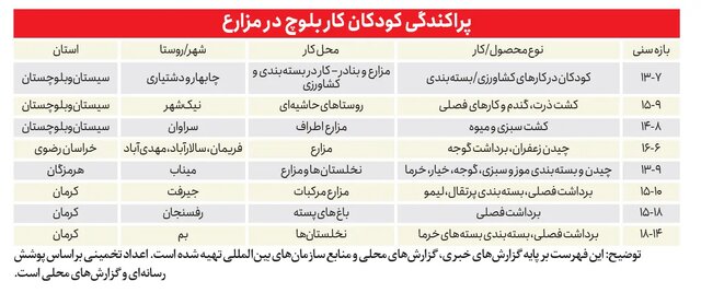 گزارشی از شرایط کاری کودکان بلوچ بیشناسنامه در زمینهای زعفران، گوجه و باغهای پسته و خرما