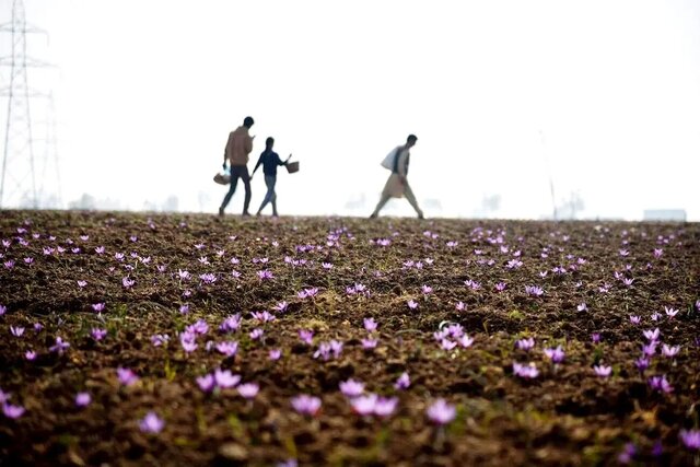گزارشی از شرایط کاری کودکان بلوچ بی‏‌شناسنامه در زمین‌های زعفران، گوجه و باغ‏‌های پسته و خرما