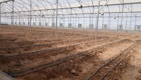 راه‌اندازی نخستین گلخانه صنعتی تولید صیفی‌جات در دشت‌عباس