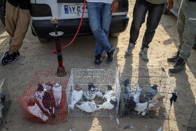 بازار پرنده‌فروش‌های بجنورد