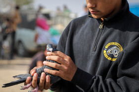 بازار پرنده‌فروش‌های بجنورد