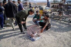 بازار پرنده‌فروش‌های بجنورد