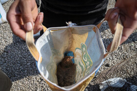 بازار پرنده‌فروش‌های بجنورد