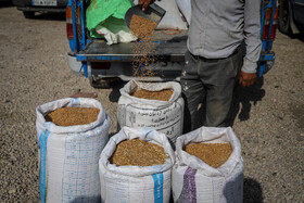 بازار پرنده‌فروش‌های بجنورد