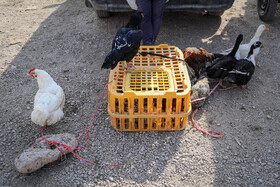 بازار پرنده‌فروش‌های بجنورد