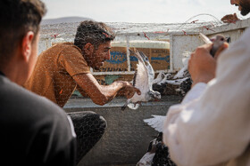 بازار پرنده‌فروش‌های بجنورد