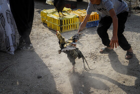 بازار پرنده‌فروش‌های بجنورد