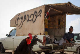 بازار پرنده‌فروش‌های بجنورد