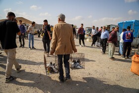 بازار پرندهفروشهای بجنورد