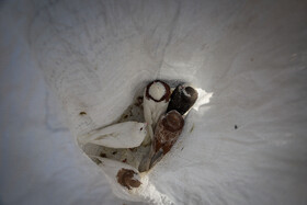 بازار پرندهفروشهای بجنورد