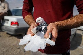 بازار پرنده‌فروش‌های بجنورد