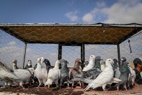 بازار پرنده‌فروش‌های بجنورد