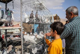 بازار پرنده‌فروش‌های بجنورد