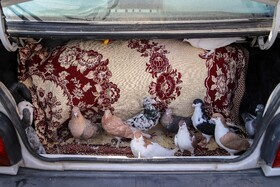 بازار پرنده‌فروش‌های بجنورد