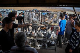 بازار پرنده‌فروش‌های بجنورد