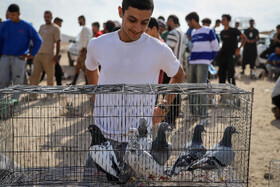 بازار پرندهفروشهای بجنورد