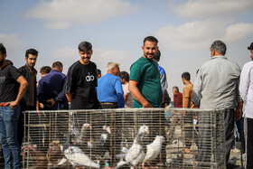 بازار پرندهفروشهای بجنورد