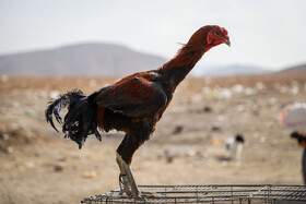 بازار پرنده‌فروش‌های بجنورد