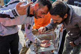 بازار پرنده‌فروش‌های بجنورد