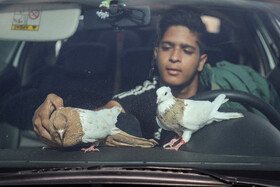 بازار پرنده‌فروش‌های بجنورد