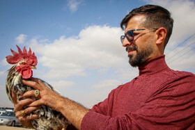 بازار پرندهفروشهای بجنورد