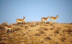 «کولگ»؛ پناهگاه حیات‌وحش در سایه مین‌های جنگ تحمیلی