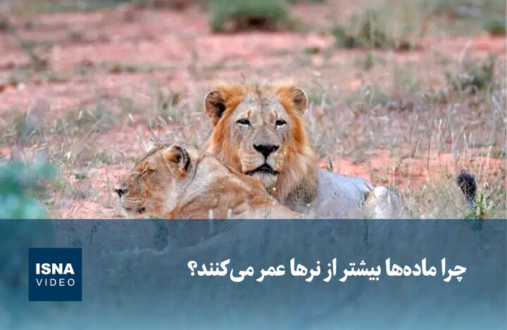 ویدیو/ چرا ماده‌ها بیشتر از نرها عمر می‌کنند؟