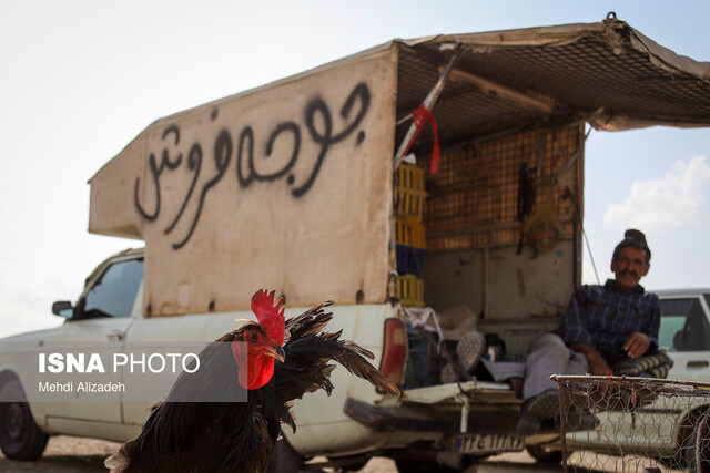 بازار پرنده‌فروش‌های بجنورد