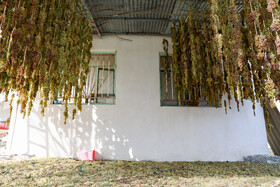 فصل انگور در «هزاوه»