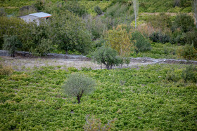 فصل انگور در «هزاوه»
