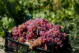 فصل انگور در «هزاوه»