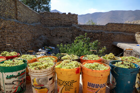 فصل انگور در «هزاوه»