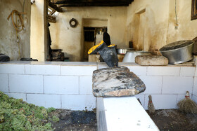 فصل انگور در «هزاوه»