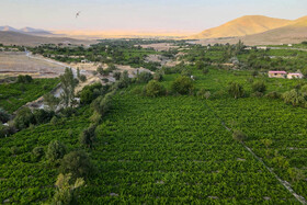 فصل انگور در «هزاوه»