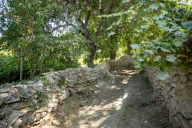 فصل انگور در «هزاوه»