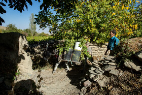 فصل انگور در «هزاوه»