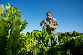 فصل انگور در «هزاوه»