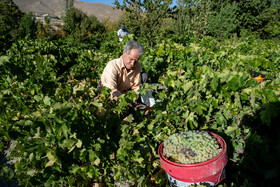 فصل انگور در «هزاوه»