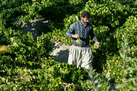 فصل انگور در «هزاوه»