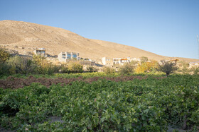مدیر باغبانی استان: باغات کم‌آب‌بر در کرمانشاه توسعه می‌یابند