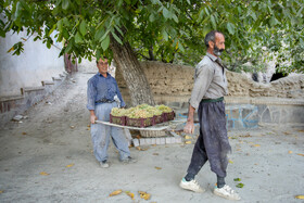 فصل انگور در «هزاوه»