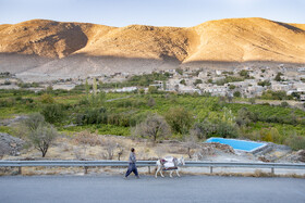 فصل انگور در «هزاوه»